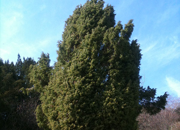 English-Juniper-tree.jpg