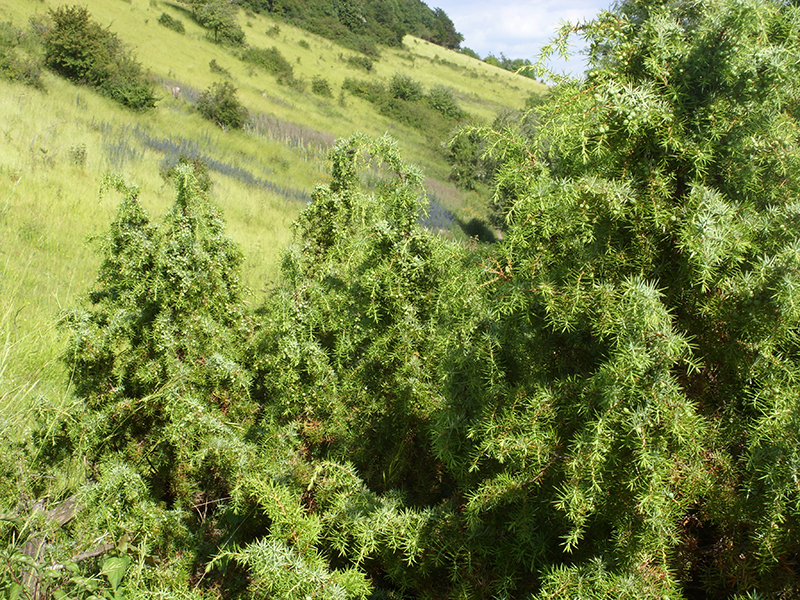 Juniper on Box Hill Conservation