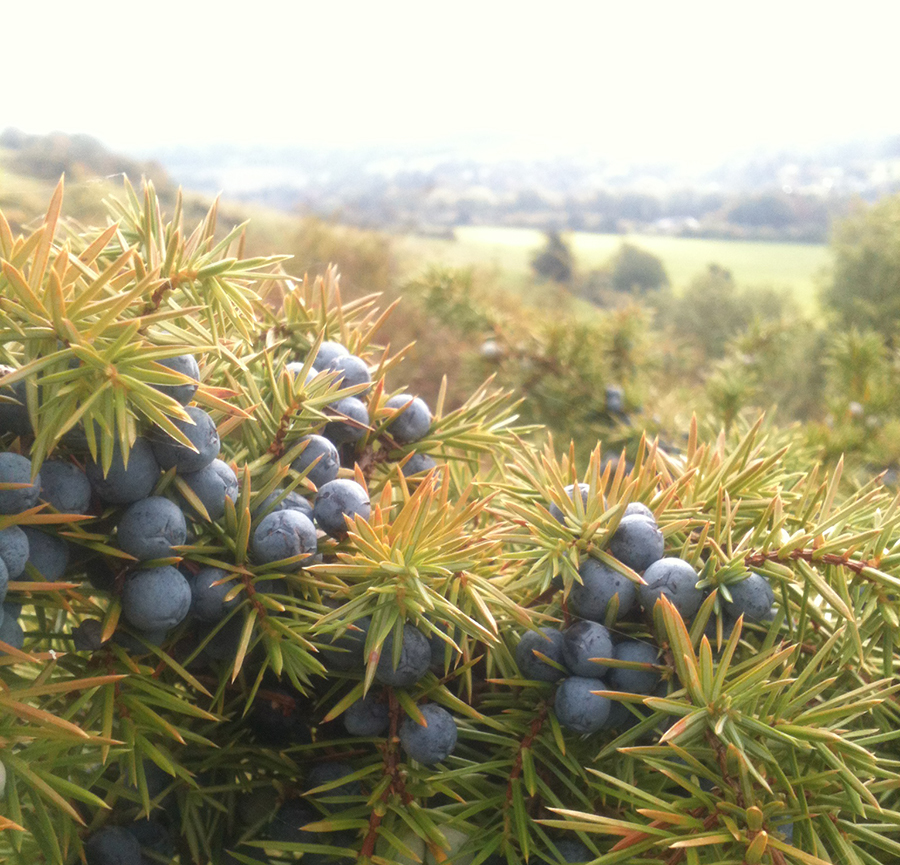 Juniper on Box Hill