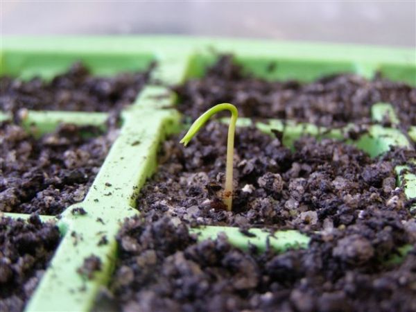 At Last, Juniper Seedlings Emerge!