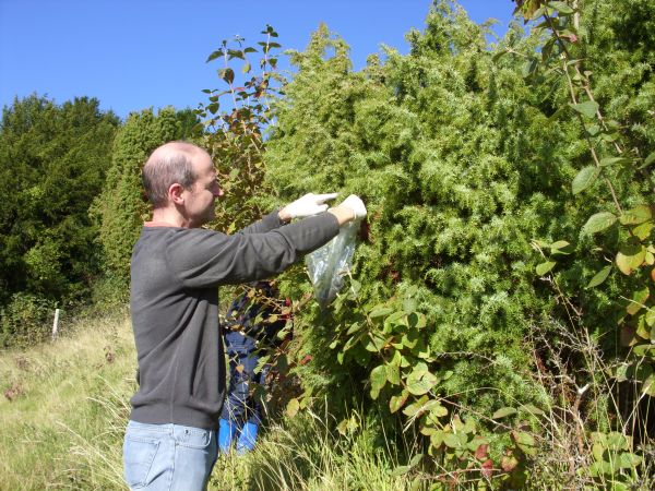 Picking Juniper Berries on Box Hill